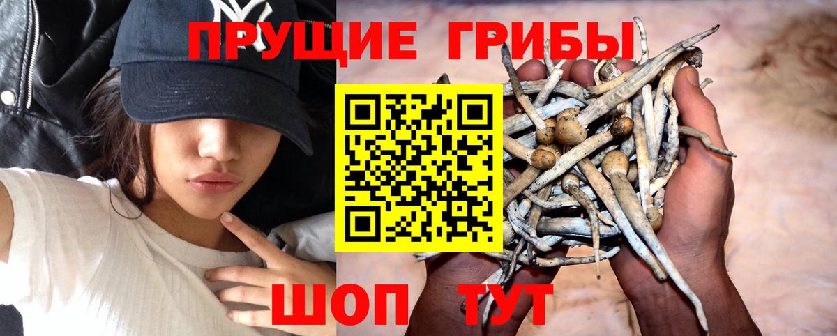 Славгород  Псилоцибиновые грибы Psilocybine cubensis  Вход с VPN 